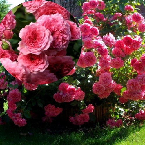 Rosa 'Pink Swany' - Roos 'Pink Swany' C4/4L